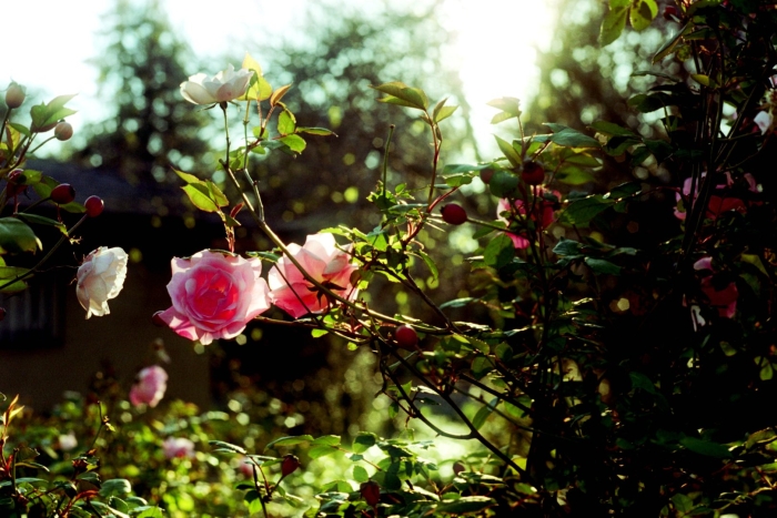 Розовые кусты