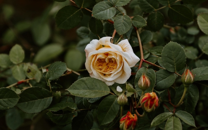 Роза с листьями