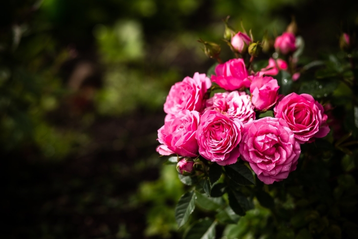 Роза кустовая парковая