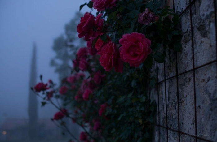 Цветок роза