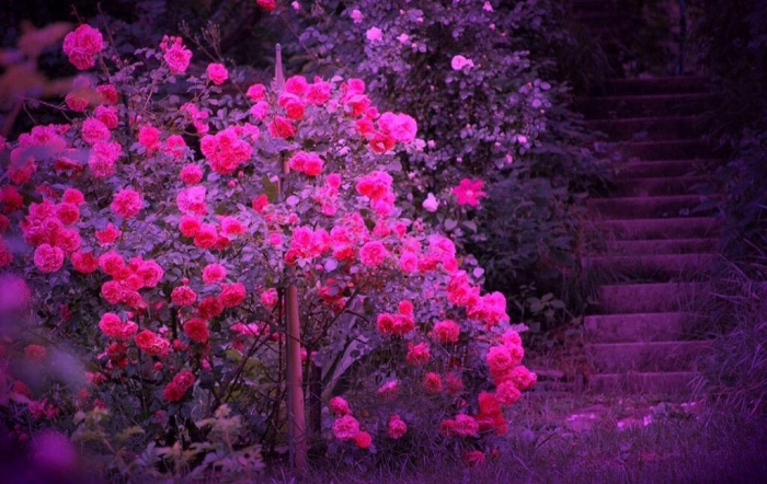 В розовом саду