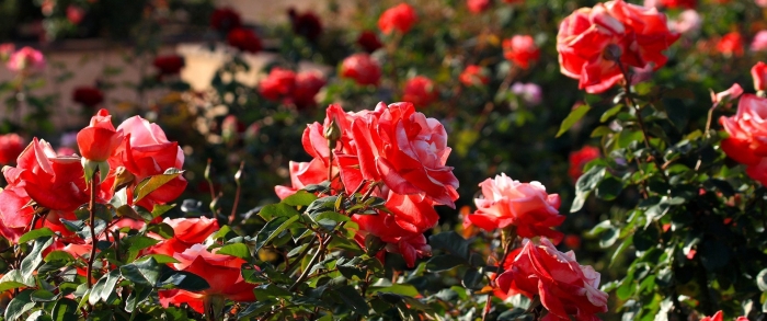 Роза найтингейл куст