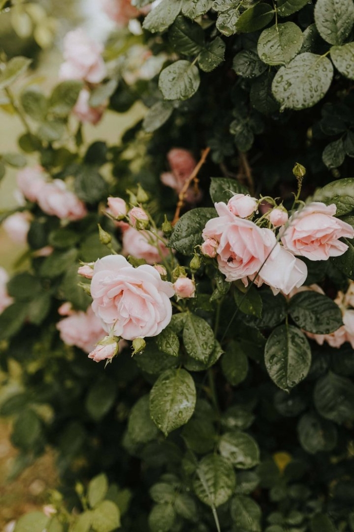 Роза кустарник