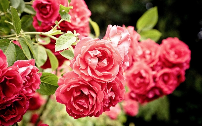 Плетистая роза