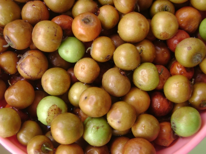 Зизифус крымский