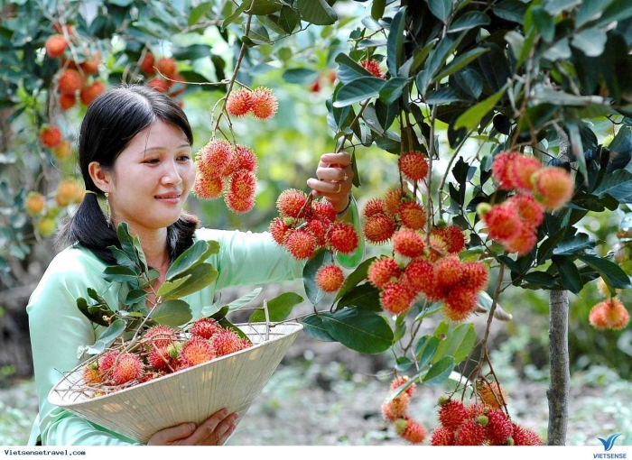 Вьетнамский фрукт рамбутан