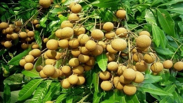 Лонган дерево