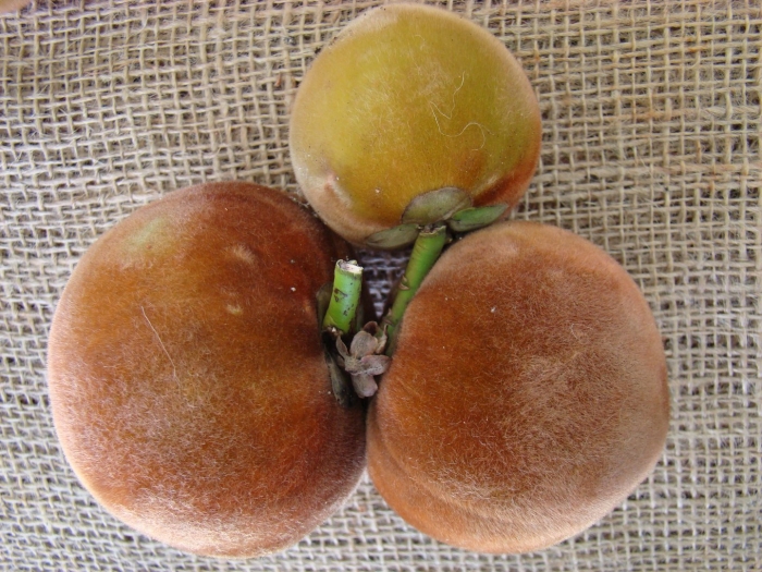 Хурма фрукт