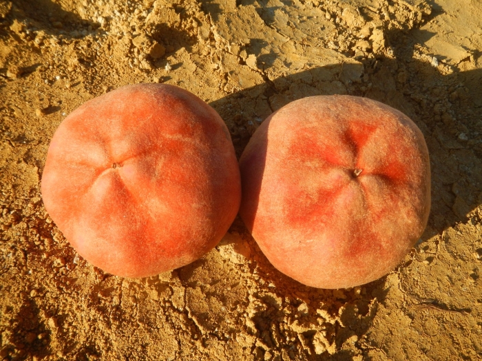 Персик сорт сатурн (инжирный)