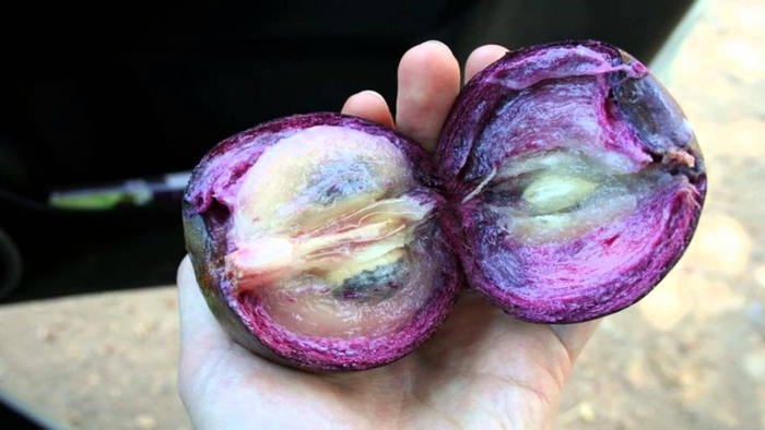 Мараньон фрукт