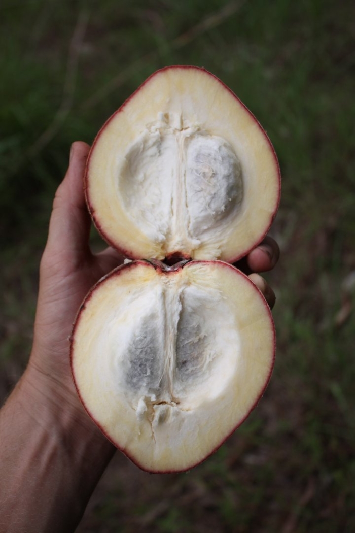 Маболо фрукт