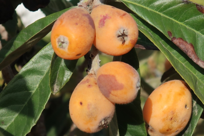 Мушмула германская сандра