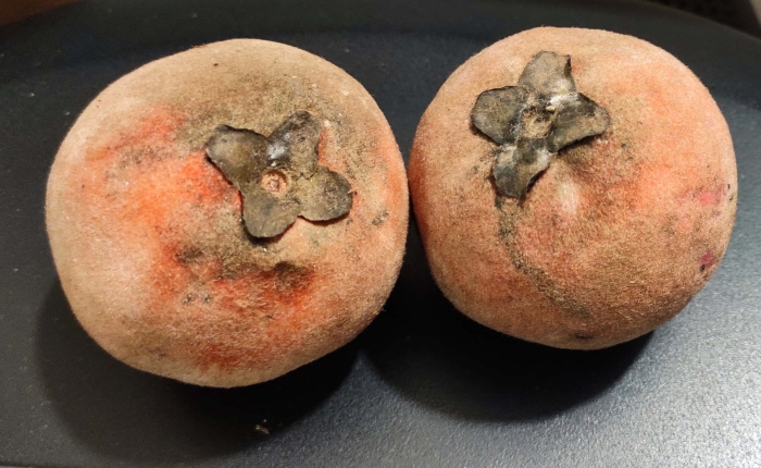 Хурма маболо