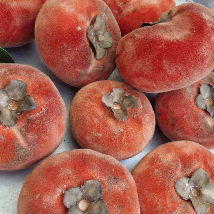 Хурма маболо