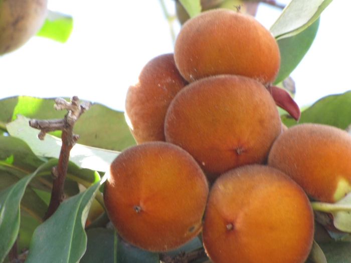 Дерево хурма