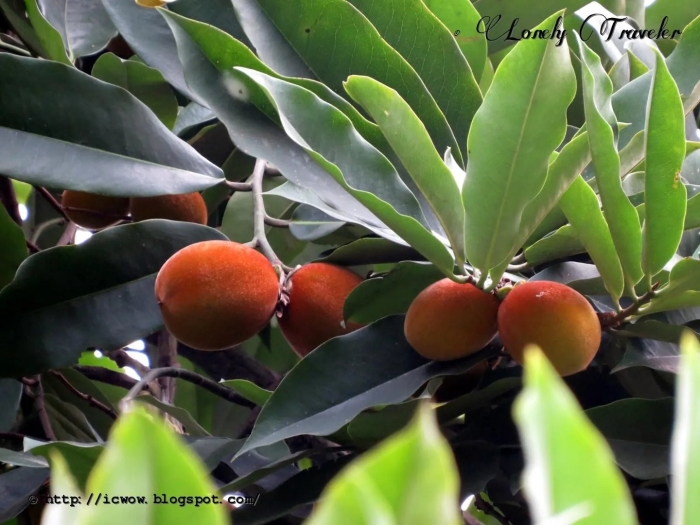 Маболо дерево