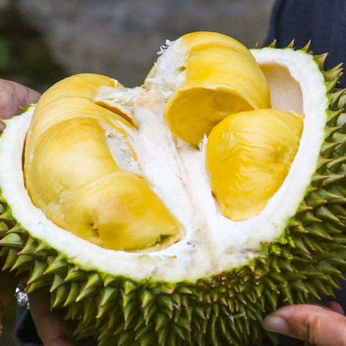 Дуриан цибетиновый