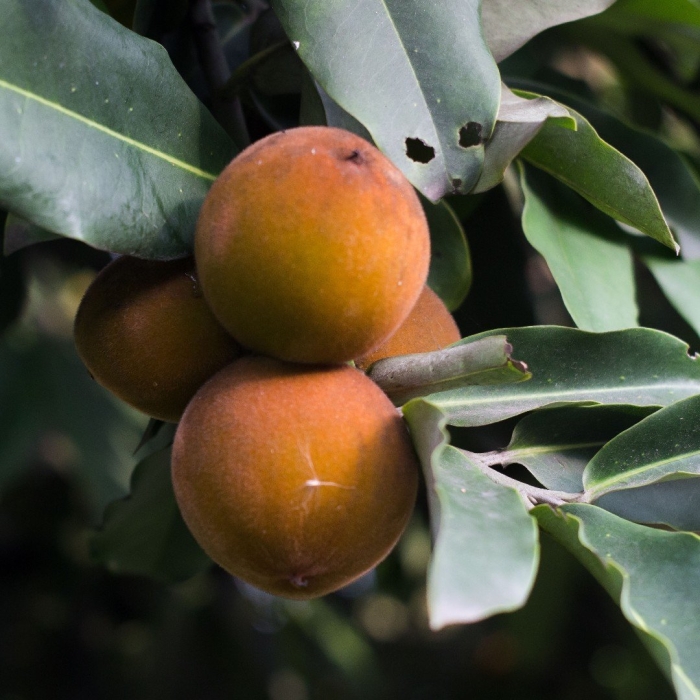 Хурма маболо