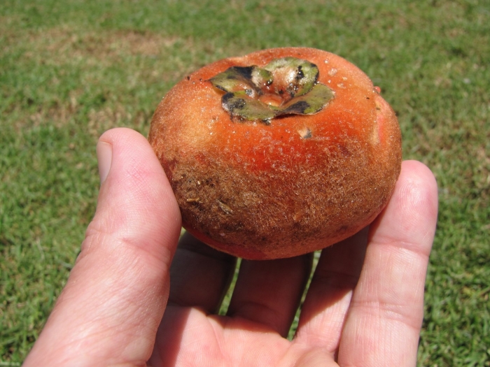 Diospyros sandwicensis