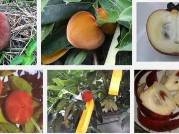 Дерево мангустина