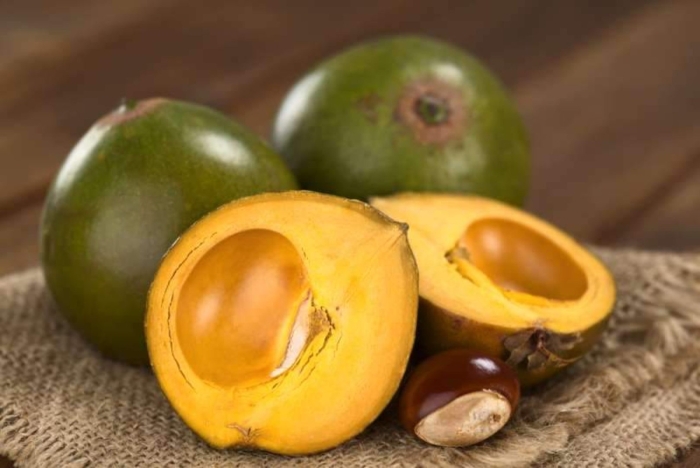 Pouteria lucuma