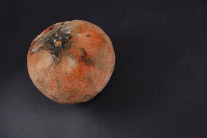 Хурма diospyros