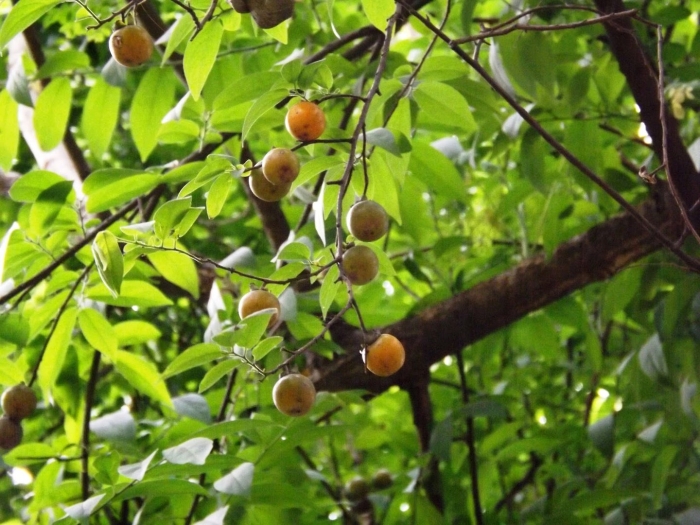 Сапиндус мыльное дерево
