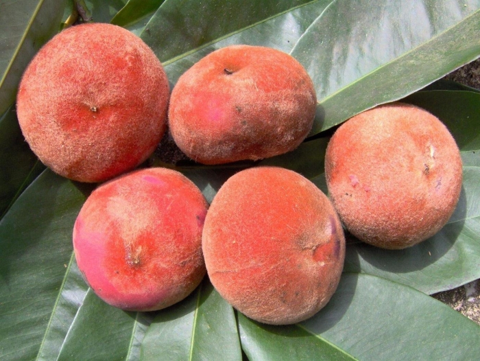 Нектарин персик