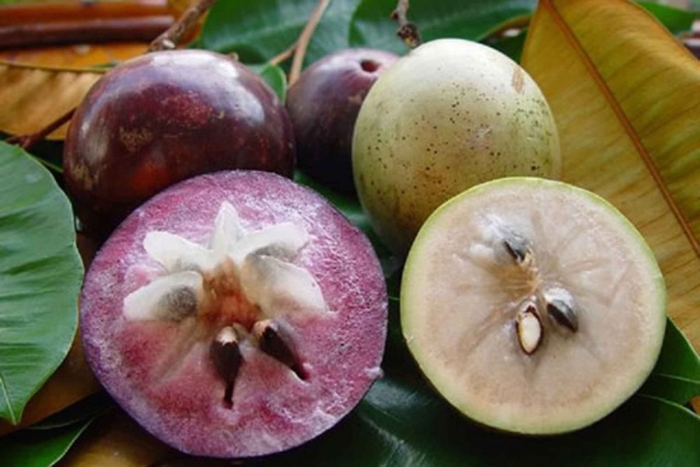 Каимито звездчатое яблоко