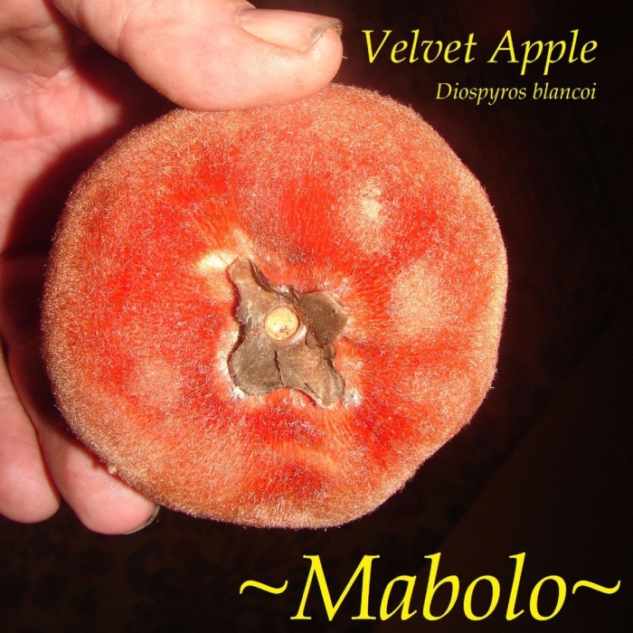 Velvet apple
