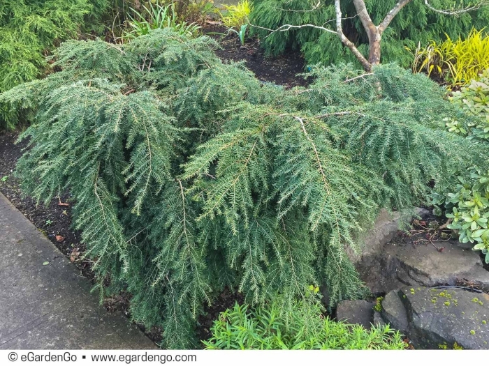 Тсуга коулс прострэйт