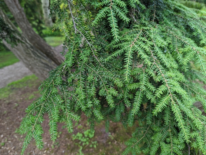 Pinetum blijdenstein