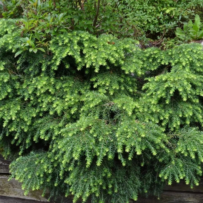 Тсуга канадская jeddeloh