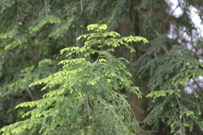 Тсуга канадская