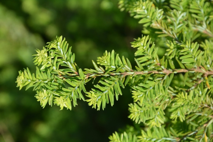 Tsuga canadensis