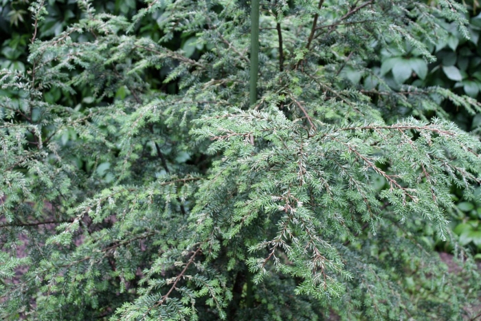 Грин карпет можжевельник