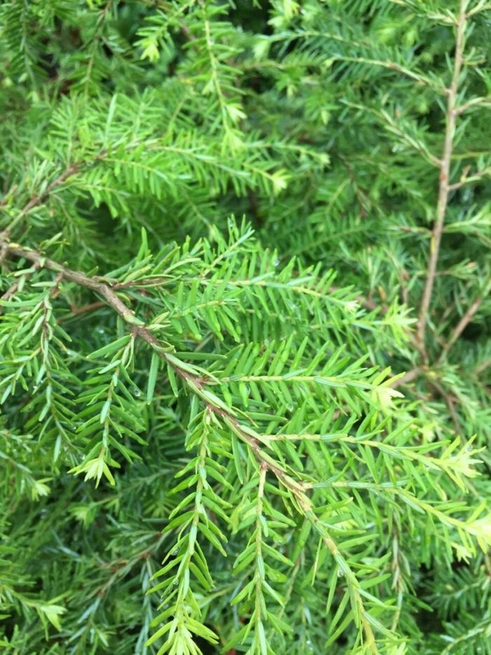 Тсуга канадская хвойные