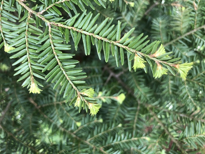 Тсуга колос