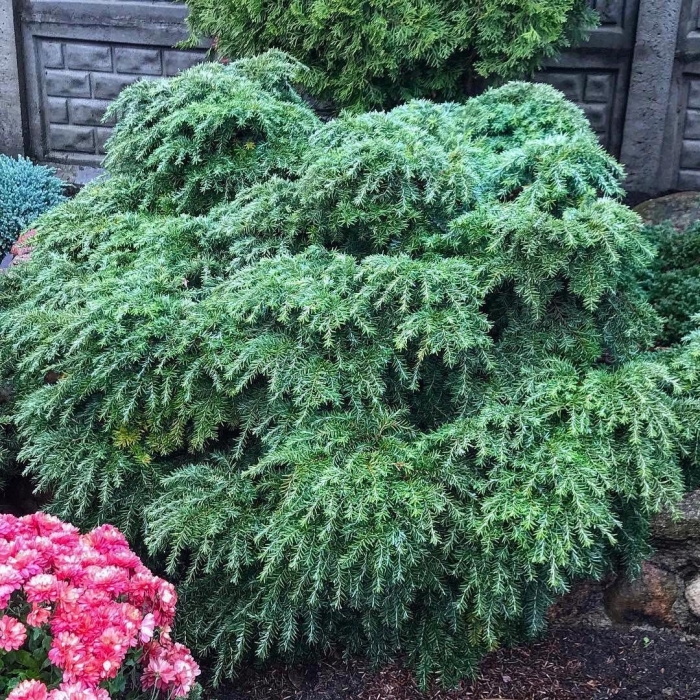 Тсуга канадская нана