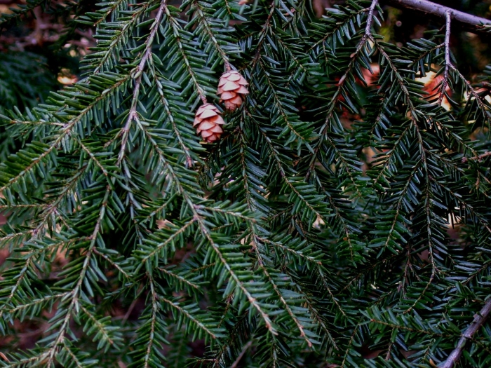 Тсуга канадская