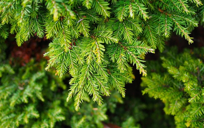 Тсуга канадская дерево