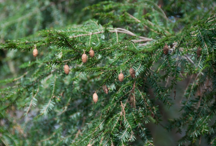 Тсуга китайская