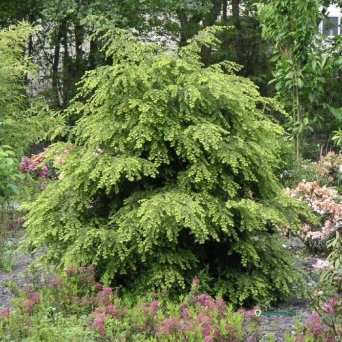 Тсуга канадская джедделох