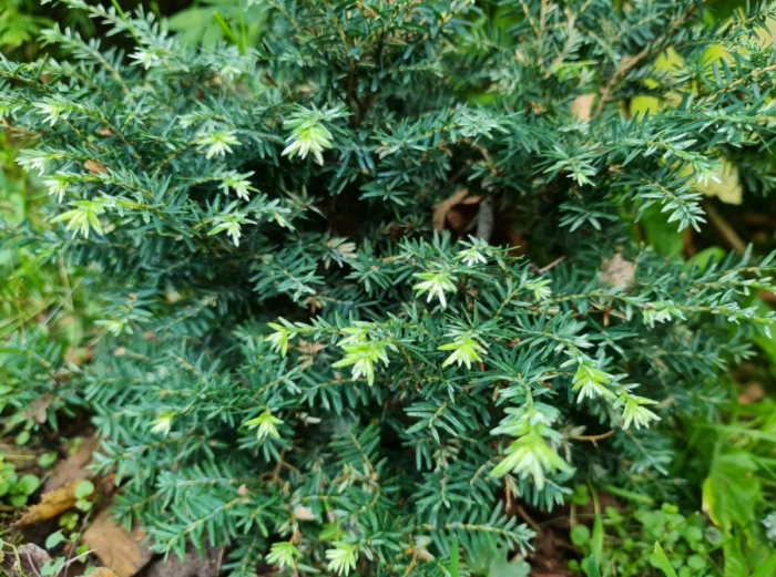 Тсуга канадская minima