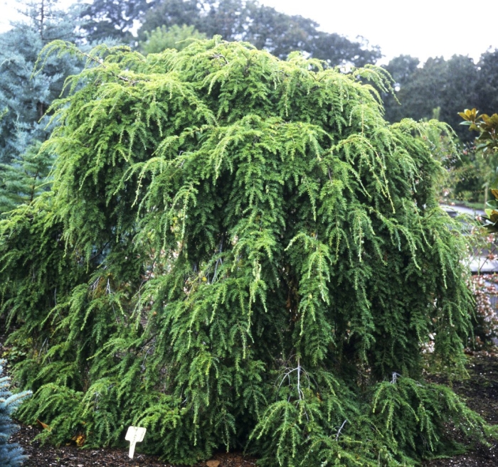 Тсуга канадская нана