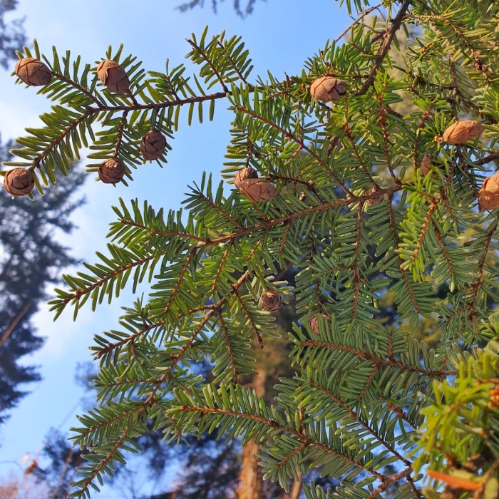 Тсуга дерево