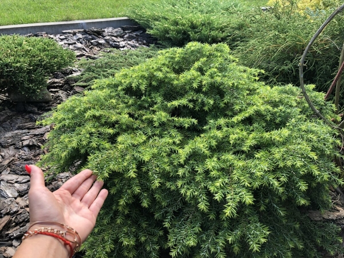 Tsuga canadensis jeddeloh