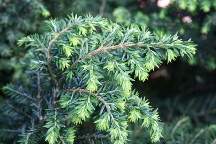 Можжевельник прибрежный (juniperus conferta)