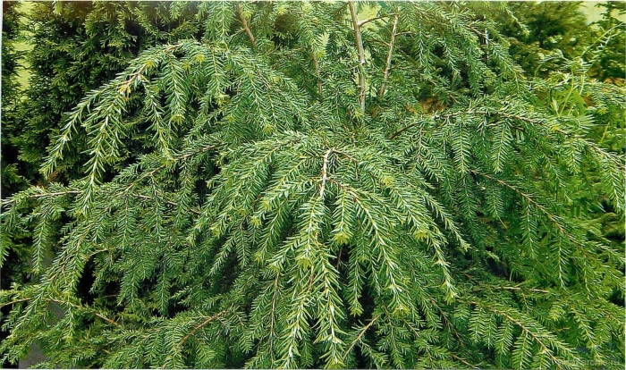 Тсуга канадская альбоспиката