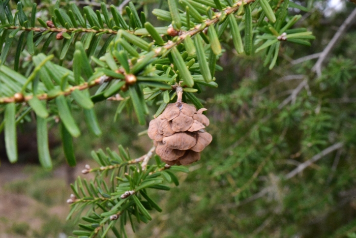 Tsuga sieboldii